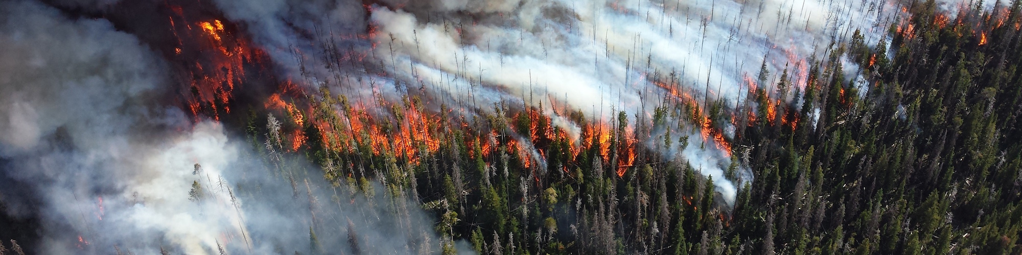 Forest Fire Image
